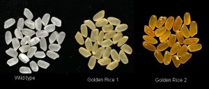 El β-carotè aporta la tonalitat groga-taronja a l'arròs. A l'esquerra hi ha l'arròs normal, al mig la primera prova i a la dreta la versió final del producte. De goldenrice.org